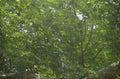 green foliage woods 1980s 1990s A4 Photo Print