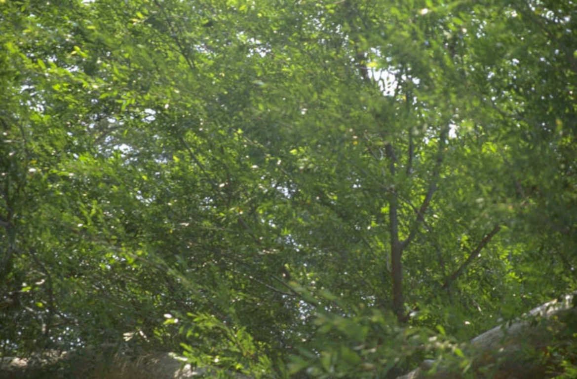 green foliage woods 1980s 1990s A4 Photo Print