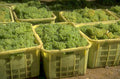 green grapes crates 1980s 1990s A4 Photo Print