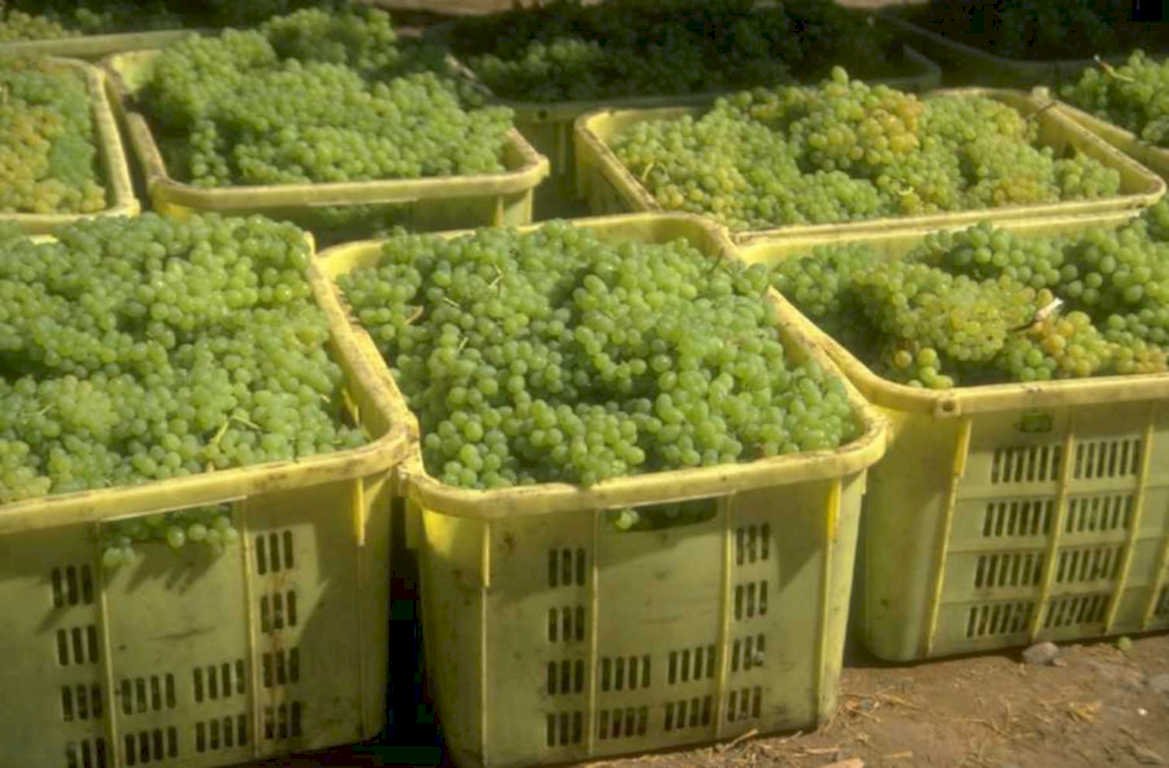 green grapes crates 1980s 1990s A4 Photo Print