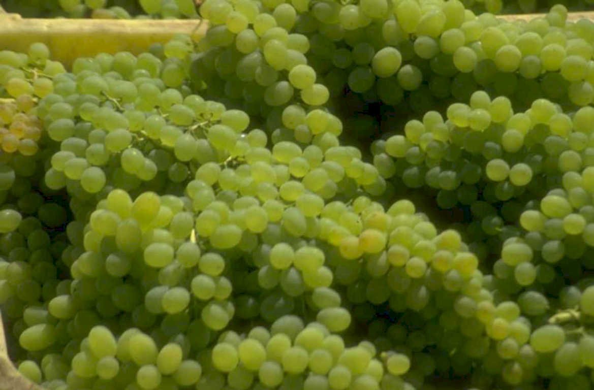 green grapes vineyards 1980s 1990s A4 Photo Print