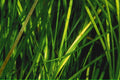 green grass macro1980s 1990s A4 Photo Print
