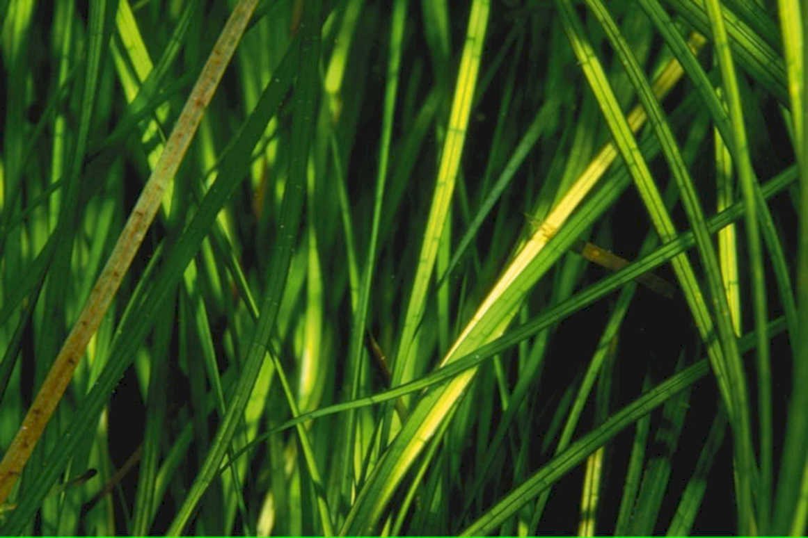 green grass macro1980s 1990s A4 Photo Print