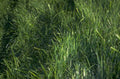 green grass scene 1980s 1990s A4 Photo Print