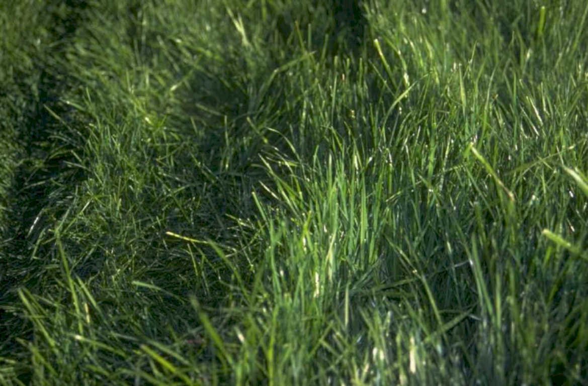 green grass scene 1980s 1990s A4 Photo Print