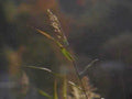 green grass seed1980s 1990s A4 Photo Print