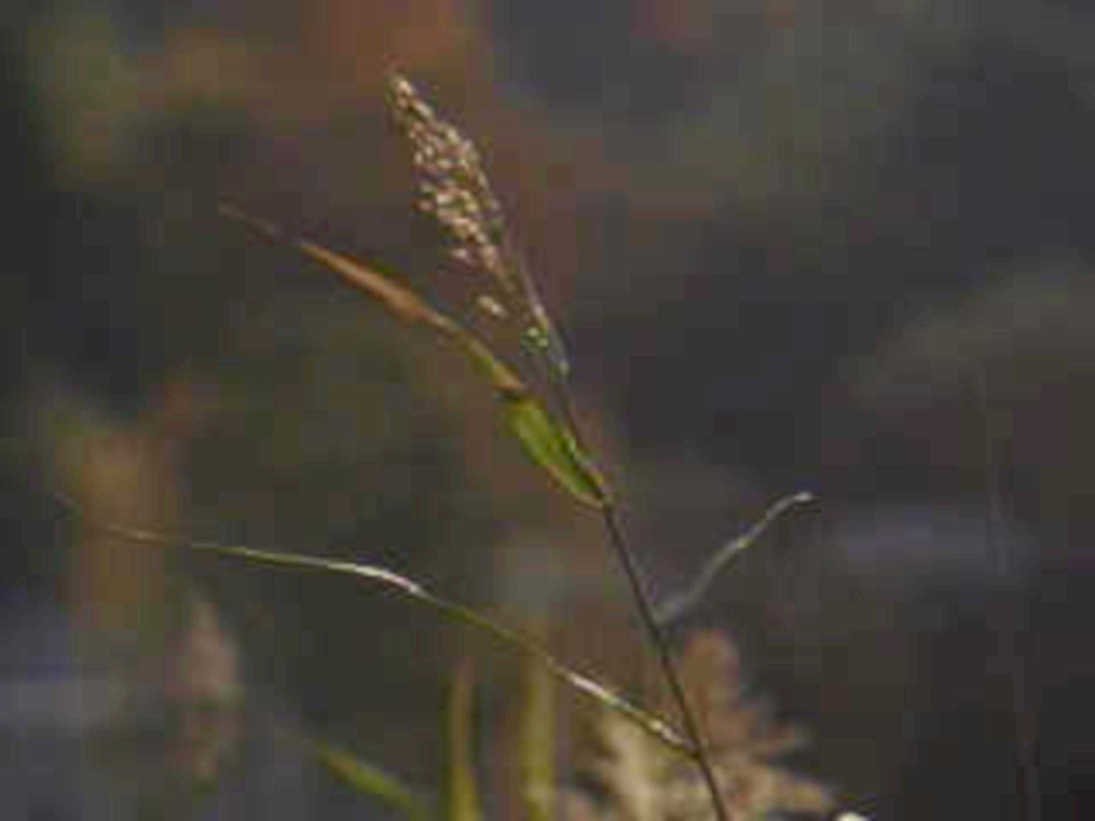 green grass seed1980s 1990s A4 Photo Print
