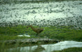 green headed duck Vintage A4 Photo Print