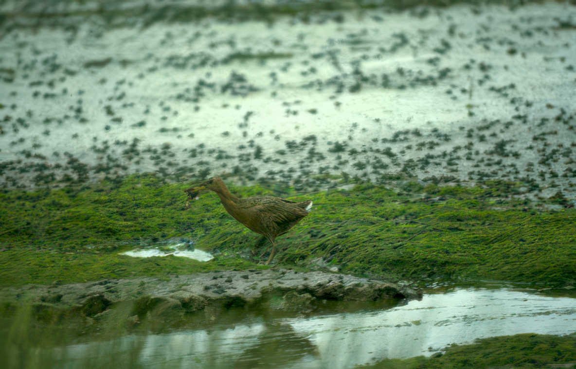 green headed duck Vintage A4 Photo Print