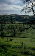 green hills cattle 1980s 1990s A4 Photo Print