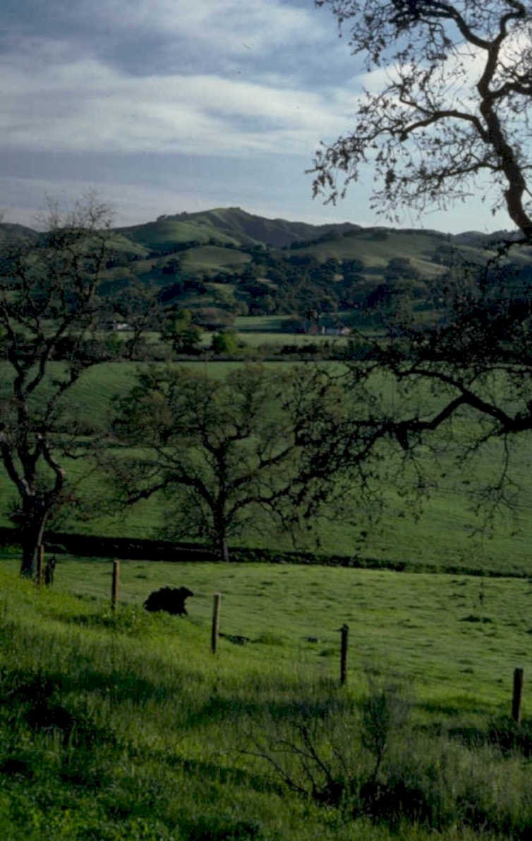 green hills cattle 1980s 1990s A4 Photo Print