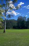 green hills eucalyptus 1980s 1990s A4 Photo Print