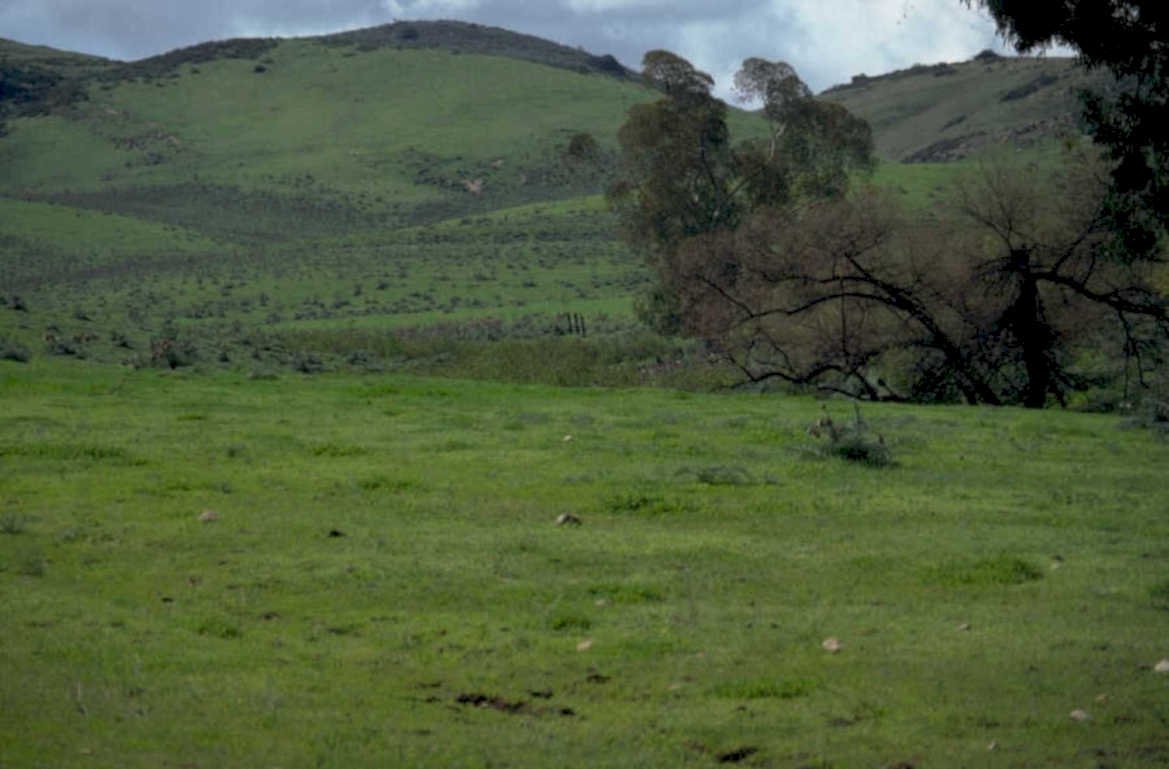 green hills tree 1980s 1990s A4 Photo Print