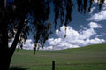 green hills willow 1980s 1990s A4 Photo Print
