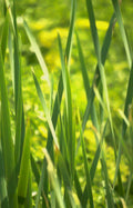 green iris leaves Vintage A4 Photo Print