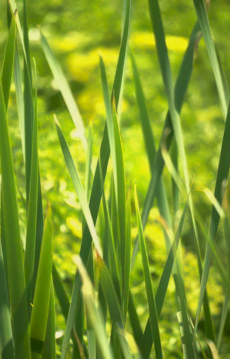 green iris leaves Vintage A4 Photo Print