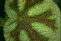 green leaf spots Tropical Plant 1980s A4 Photo Print