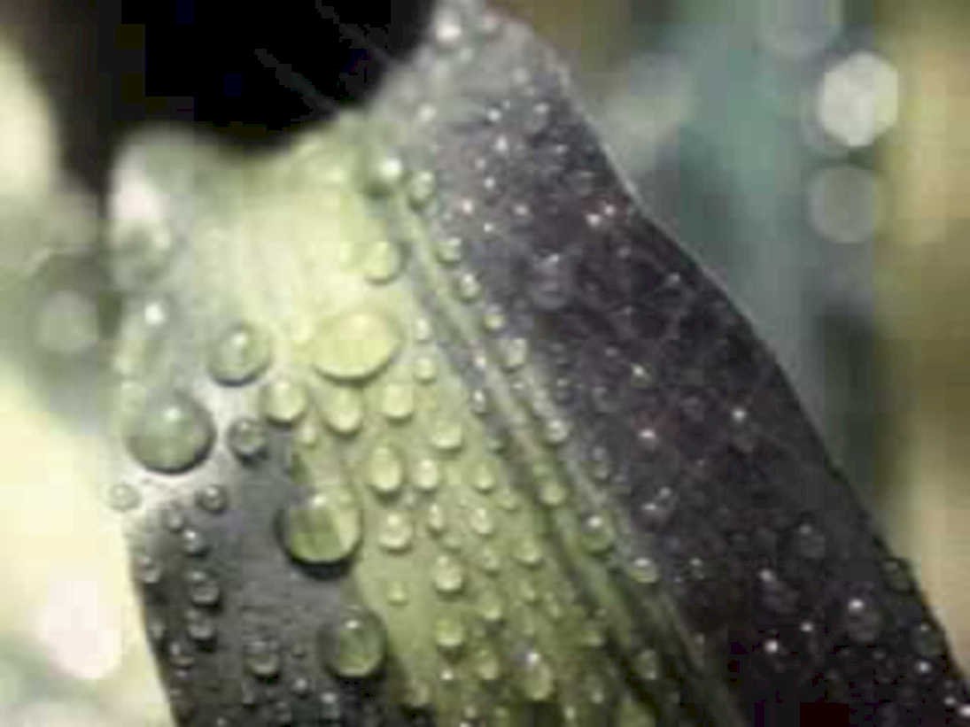 green leaf water1980s 1990s A4 Photo Print