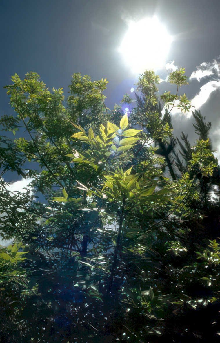 green leaves sunlight Vintage A4 Photo Print