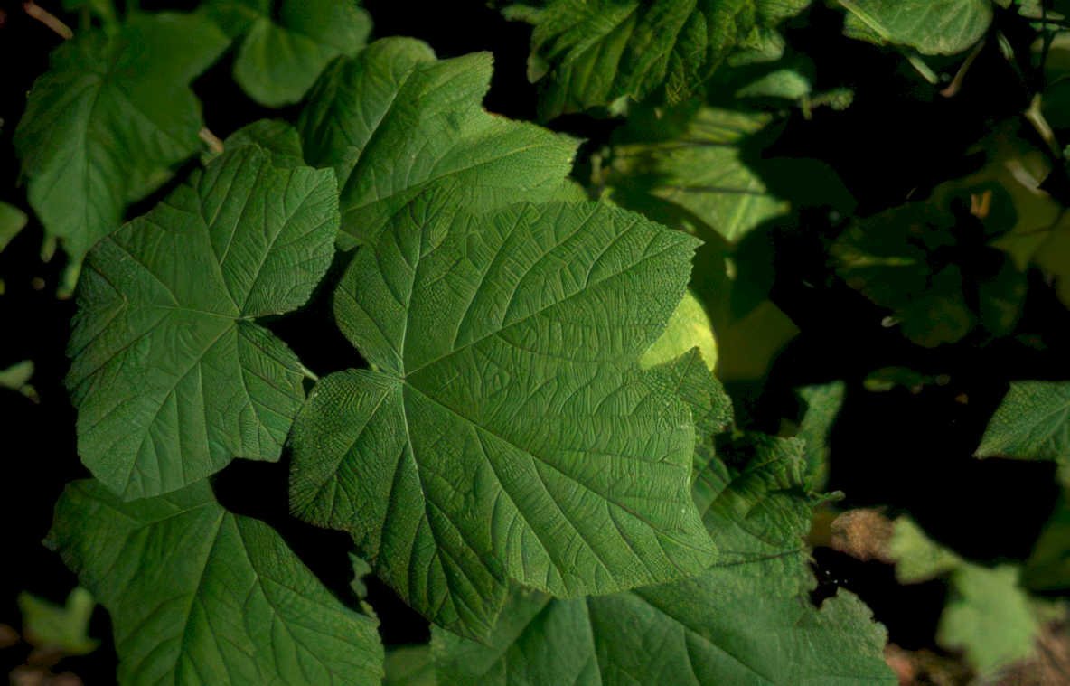 green maple leaf Vintage A4 Photo Print
