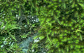 green moss texture Vintage A4 Photo Print
