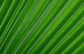 green palm leaf Vintage A4 Photo Print
