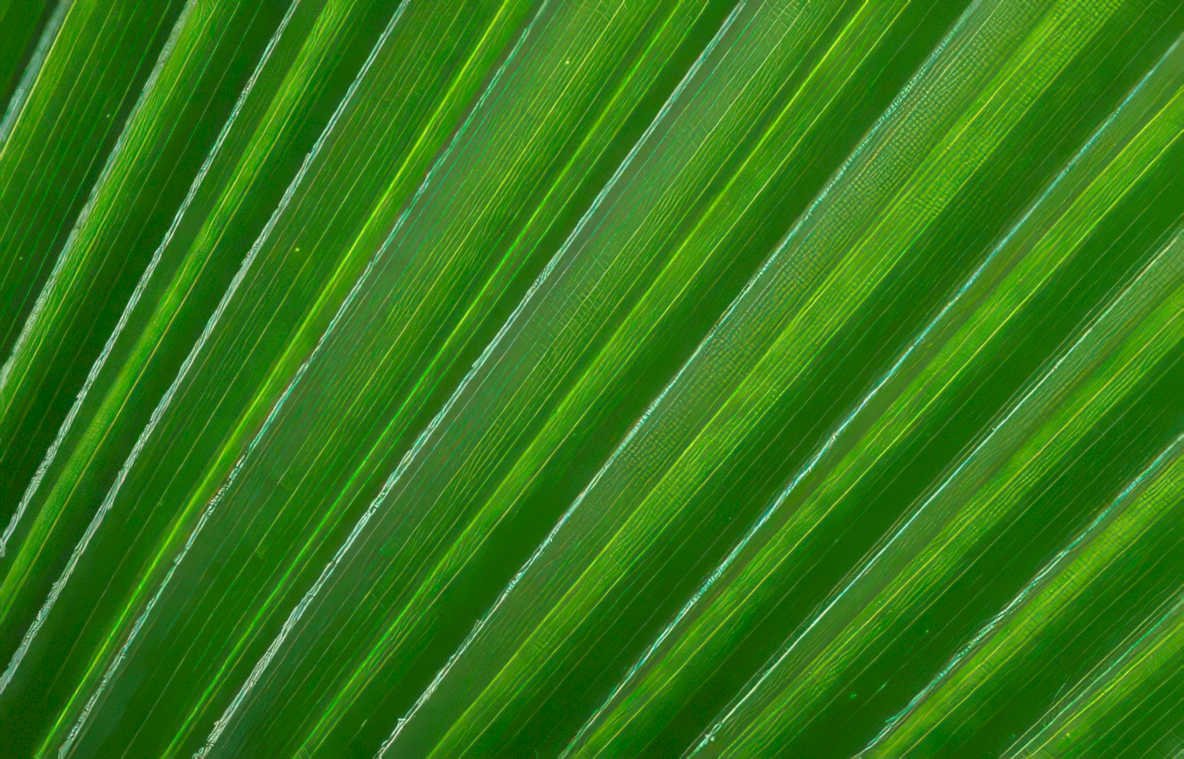 green palm leaf Vintage A4 Photo Print