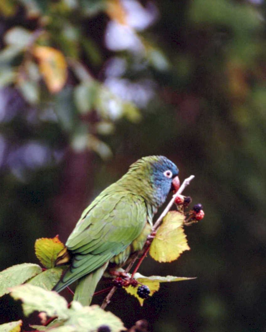 green parrot blackberries1980s 1990s A4 Photo Print