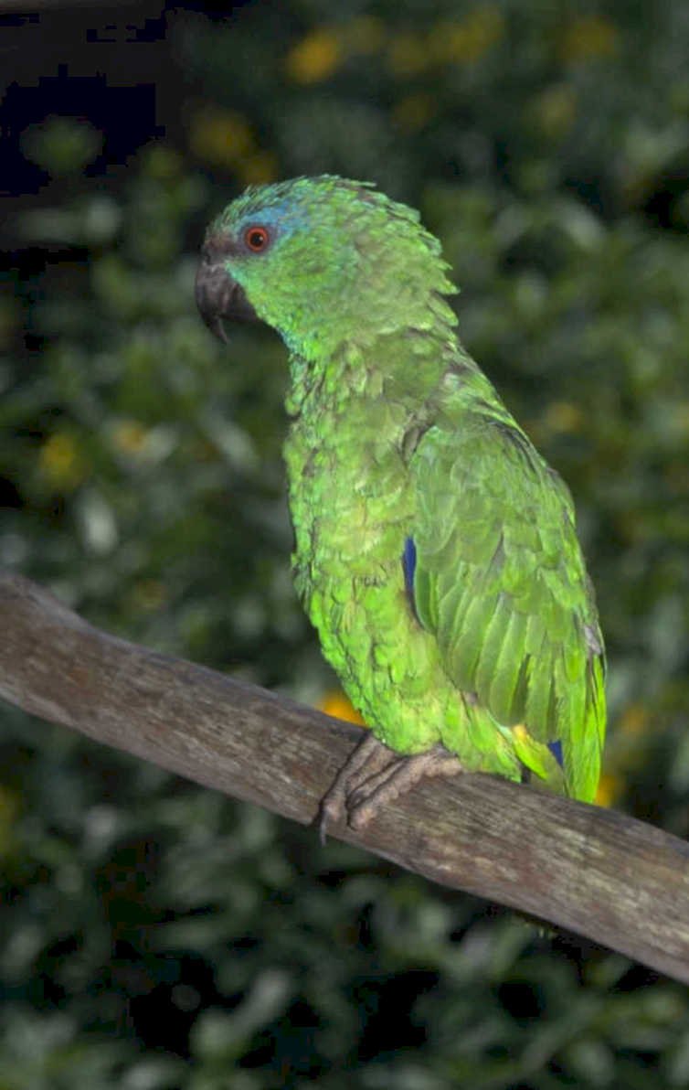 green parrot branch 1980s 1990s A4 Photo Print