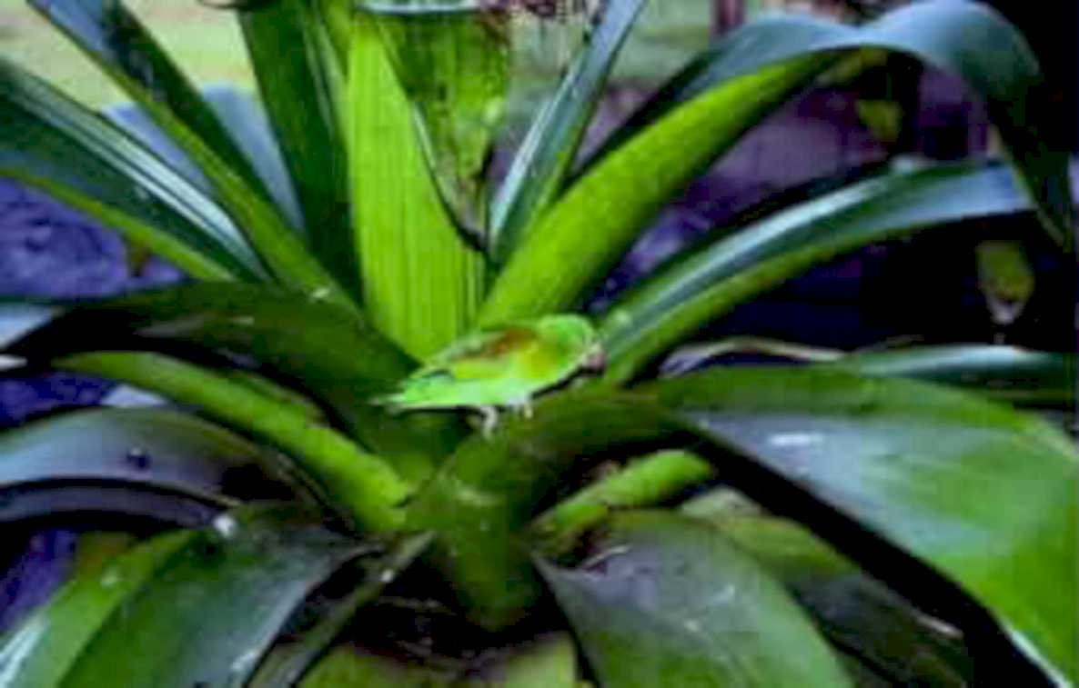 green parrot pineapple1980s 1990s A4 Photo Print