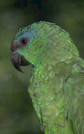 green parrot portrait 1980s 1990s A4 Photo Print