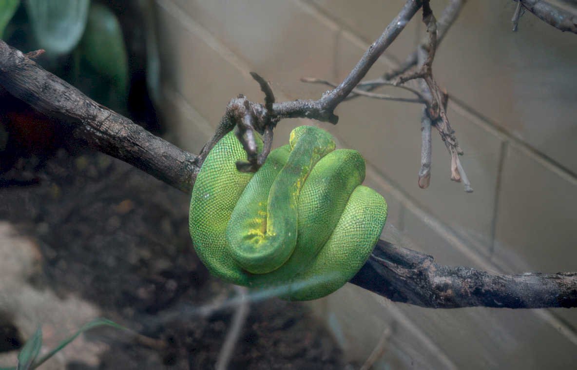 green python snake Vintage A4 Photo Print