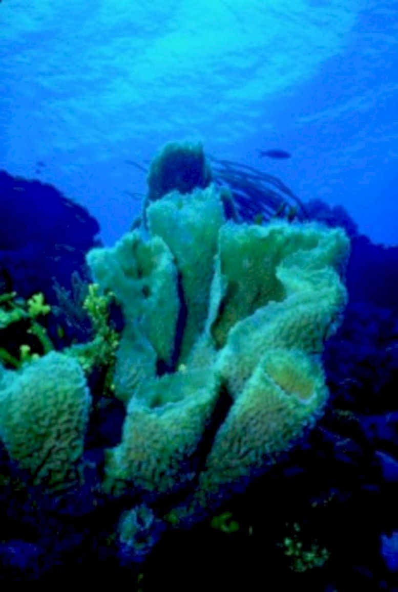 green sponge reef1980s 1990s A4 Photo Print