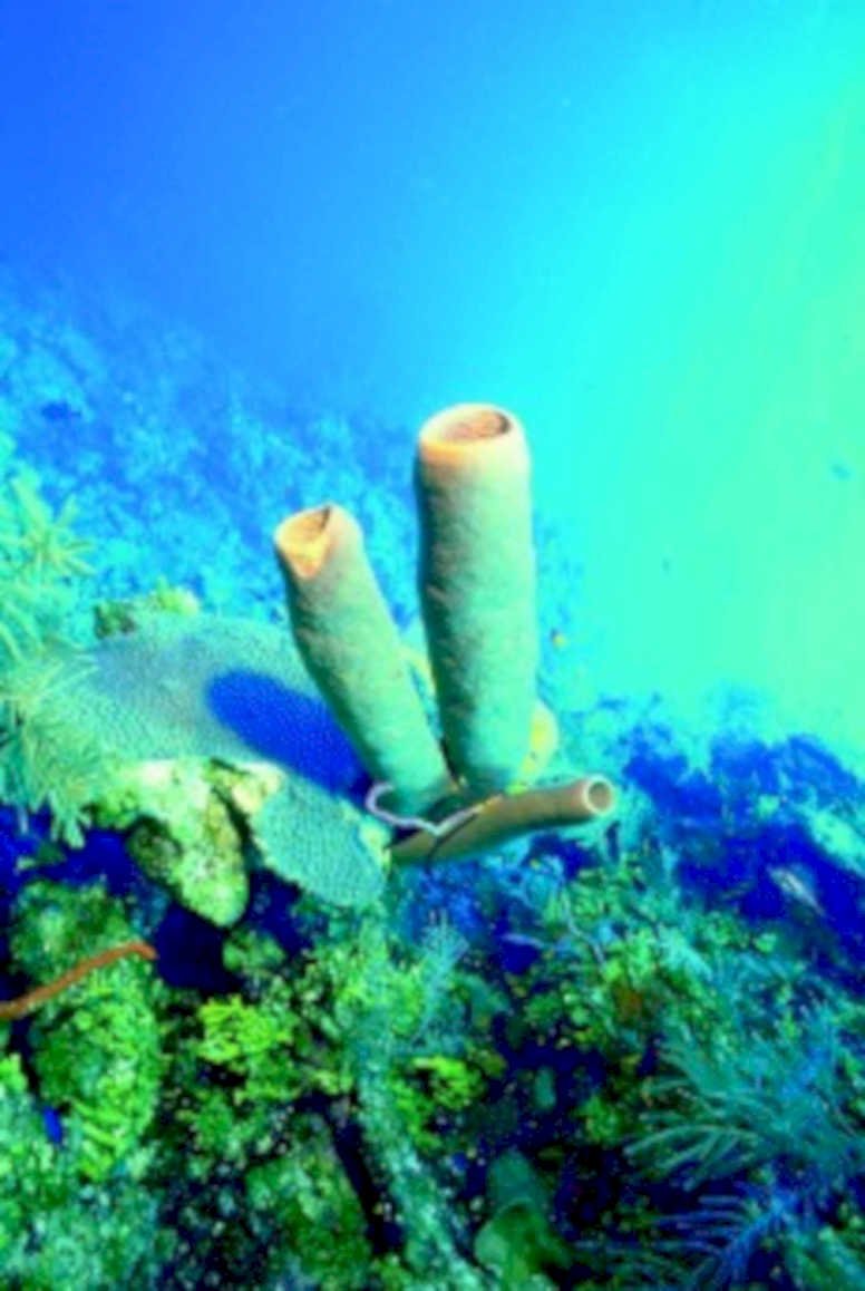 green sponges coral1980s 1990s A4 Photo Print
