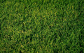 green turf flowers Vintage A4 Photo Print