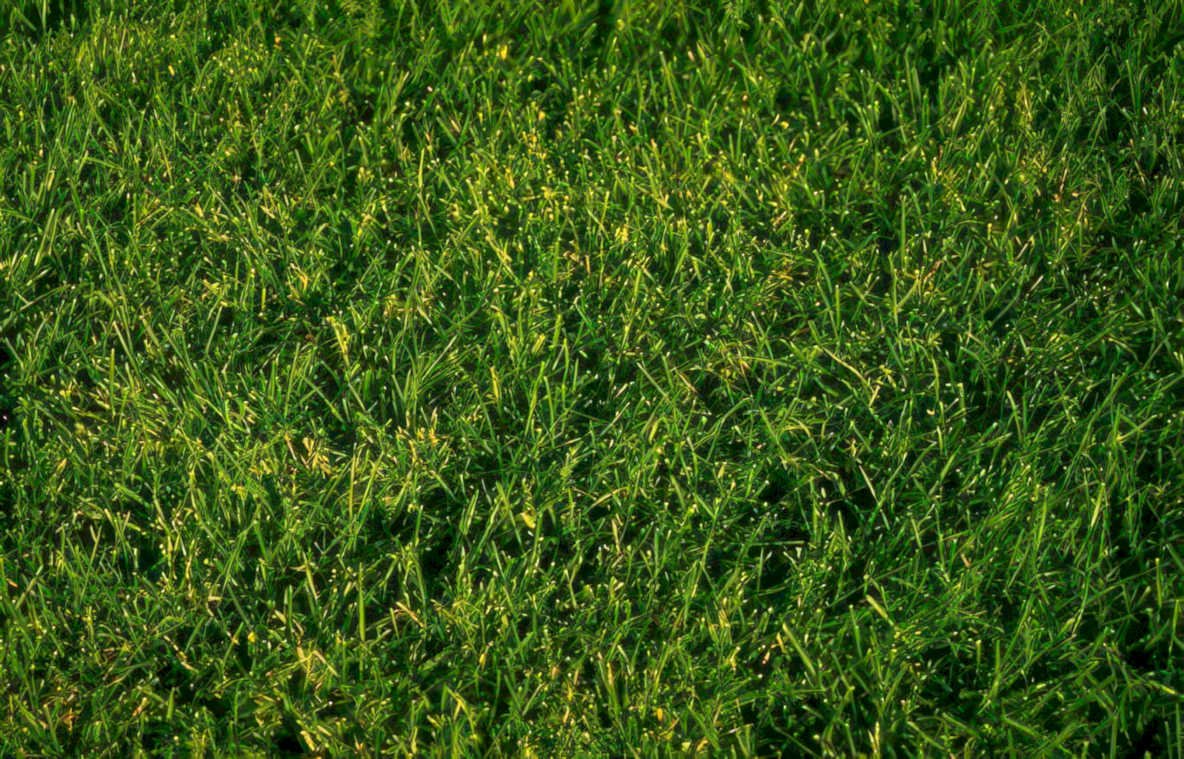 green turf flowers Vintage A4 Photo Print