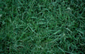 green turf surface Vintage A4 Photo Print