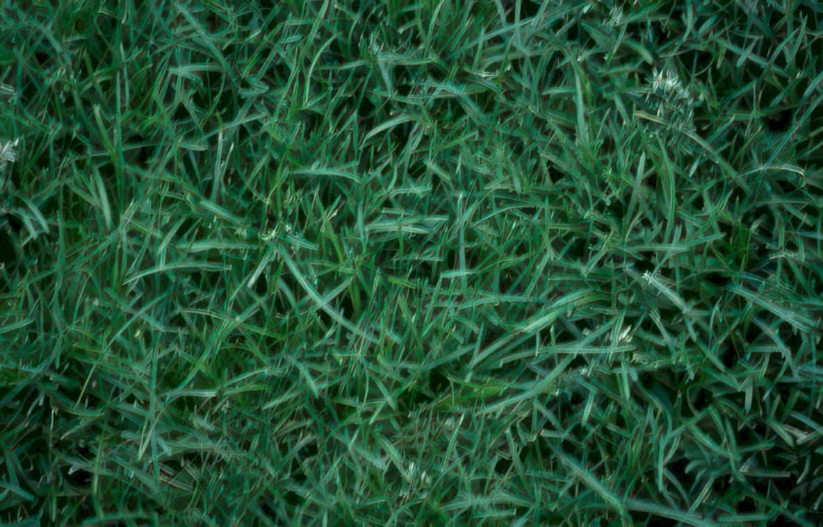green turf surface Vintage A4 Photo Print