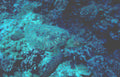 green turtle reef Vintage A4 Photo Print