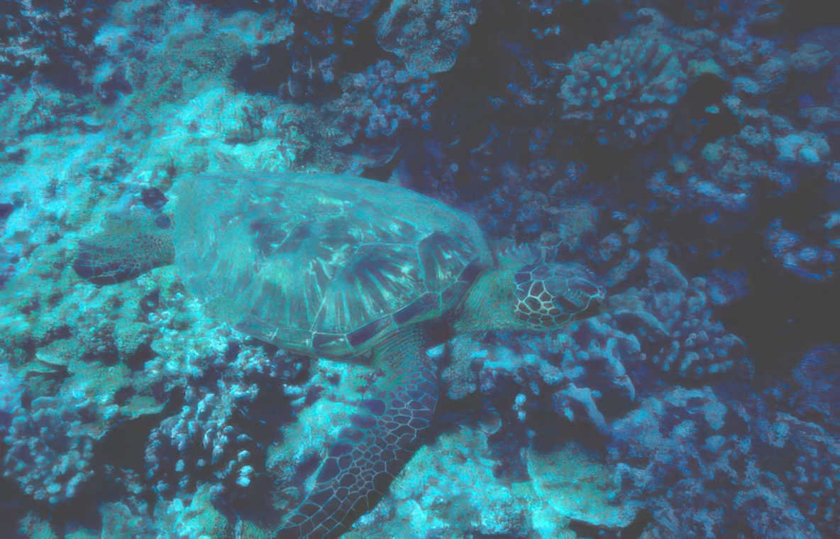 green turtle reef Vintage A4 Photo Print