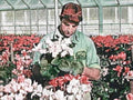 greenhouse geraniums arrangement1980s 1990s A4 Photo Print