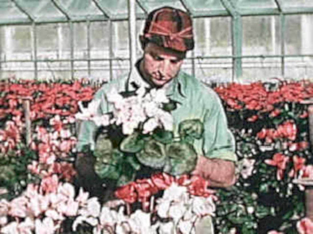 greenhouse geraniums arrangement1980s 1990s A4 Photo Print