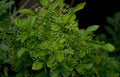 greenleaf branch Vintage A4 Photo Print