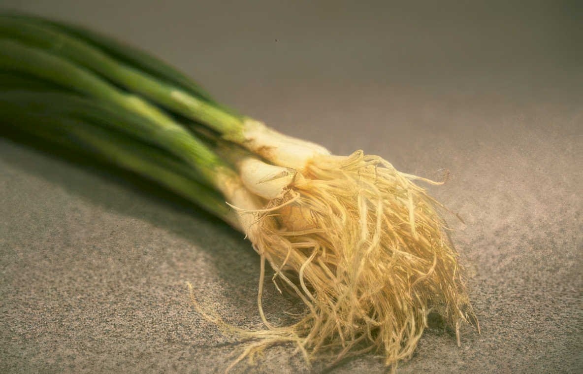 greenonions fresh closeup Vintage A4 Photo Print