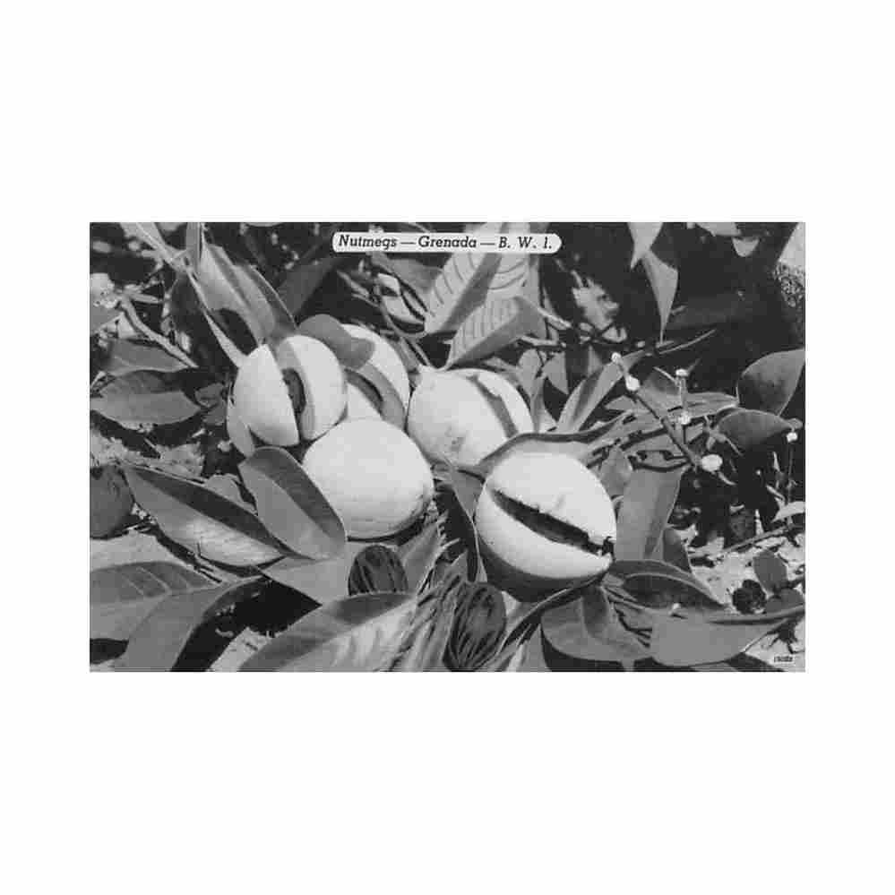 grenada nutmegs colourpicture Vintage A4 Photo Print