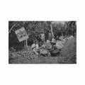 grenada opening cocoa pods ernest slinger co Vintage A4 Photo Print