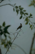 grey bird branch Vintage A4 Photo Print