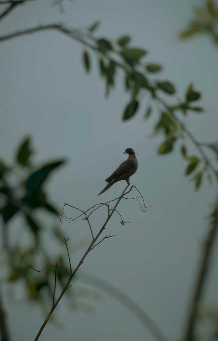 grey bird branch Vintage A4 Photo Print