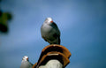 grey bird tile Vintage A4 Photo Print