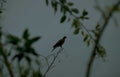 grey bird tree Vintage A4 Photo Print